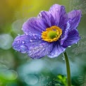 Lebendige lila Blume mit Wassertropfen und Bokeh-Hintergrund