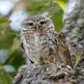 Majestic Little Owl Perched on Tree Branch in Natural Habitat