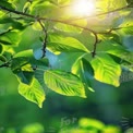 Fresh Green Leaves with Sunlight Glimmering Through - Nature Background