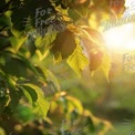 Sunlit Green Leaves in Nature: Freshness and Serenity