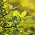 Vibrant Green Leaves with Soft Bokeh Background - Nature Close-Up