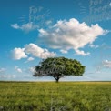 Solitary Tree in Lush Green Field Under Blue Sky with Fluffy Clouds