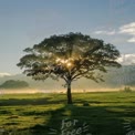 Majestic Tree Silhouette with Sun Rays at Sunrise in Serene Landscape