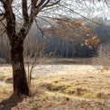 Serene Autumn Landscape with Bare Tree and Golden Grass