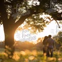 Romantic Sunset Embrace in Nature: Couple Silhouette Under Tree