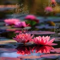 Serene Pink Water Lilies Reflecting in Tranquil Pond