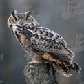 Majestic Owl Perched on Tree Stump: Wildlife Photography of a Striking Bird of Prey