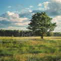 Serene Landscape with Lone Tree Under Blue Sky and Clouds