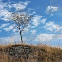 Lonely Tree on a Hill Against a Blue Sky with Clouds