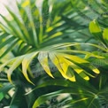 Vibrant Tropical Greenery: Lush Palm Leaves in Natural Light