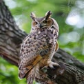 Majestic Owl Perched on Tree Branch in Natural Habitat