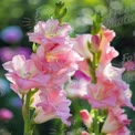 Beautiful Pink Gladiolus Flowers in Bloom with Soft Bokeh Background