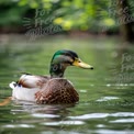 Serene Mallard Duck Swimming in Tranquil Waters