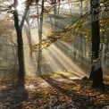 Enchanting Autumn Forest with Sunlight Rays and Golden Leaves