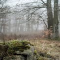 Ruhige neblige Waldlandschaft mit moosbedecktem Felsen und Bäumen