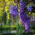 Vibrant Wisteria Blooms in Springtime Garden