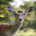 Graceful Fawn in Nature: Captivating Wildlife Portrait with Soft Bokeh Background