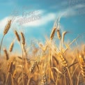 Golden Wheat Field Under Blue Sky - Agriculture and Nature Background