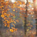 Autumn Leaves in Soft Focus: Warm Fall Colors and Nature's Beauty