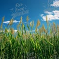 Vibrant Green Grass Against a Bright Blue Sky: Nature's Serenity