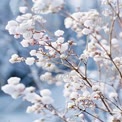 Winter Wonderland: Frosted Branches with Snowy Blossoms