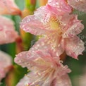 Delicate Pink Gladiolus Flowers with Dew Drops - Nature's Beauty and Freshness