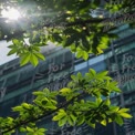 Sunlit Green Leaves Against Modern Architecture