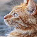 Close-Up of a Majestic Orange Tabby Cat with Striking Green Eyes