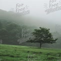 Serene Misty Landscape with Lone Tree in Foggy Forest