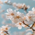 Delicate Cherry Blossom Flowers Against a Soft Blue Sky