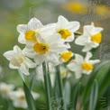 Beautiful Spring Daffodils in Bloom - Fresh Floral Background for Nature and Gardening Themes