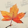 Autumn Maple Leaf with Dew Drops - Nature's Beauty in Fall Colors