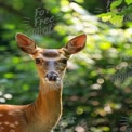 Graceful Deer in Lush Green Forest - Nature Wildlife Photography