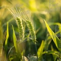 Golden Wheat Field at Sunrise: Nature's Bounty and Agricultural Beauty