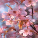 Delicate Cherry Blossom Flowers in Springtime Bloom