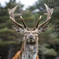 Majestic Stag with Antlers in Natural Forest Setting