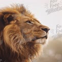 Majestic Lion Portrait: Strength and Grace in Nature