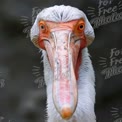 Close-Up of a Majestic Pelican with Vibrant Colors and Intricate Details