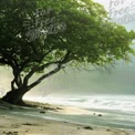 Serene Beach Landscape with Lush Tree and Gentle Waves