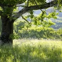 Ruhige grüne Landschaft mit majestätischem Baum und sonnendurchflutetem Wiesengebiet