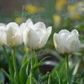 Fresh White Tulips with Dew Drops in Spring Garden