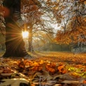 Golden Autumn Sunrise in a Tranquil Park with Colorful Fall Foliage