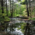 Tranquil Forest Stream with Reflections in Lush Greenery