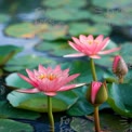 Serene Pink Water Lilies on Tranquil Pond Surface