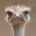 Close-Up of a Curious Ostrich with Expressive Eyes