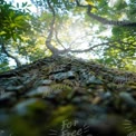 Canopy de Árvore Majestosa com Luz Solar Filtrando Atraves das Folhas