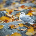 Autumn Serenity: Seagull on Colorful Leaves by the Shore