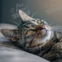 Close-Up of a Relaxed Tabby Cat with Intense Green Eyes