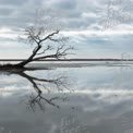 Serene Landscape with Bare Tree Reflection in Calm Water Under Dramatic Sky