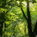 Ruhiges grünes Walddach mit Sonnenlicht, das durch die Blätter filtert.